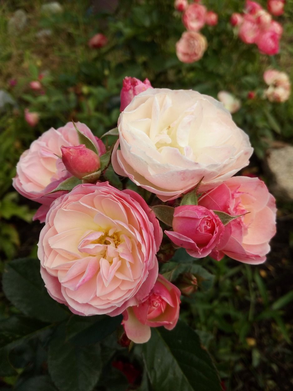 Букет Парфе - описание и характеристики розы сорта Bouquet Parfait (Shrub Rose) с фото и отзывами